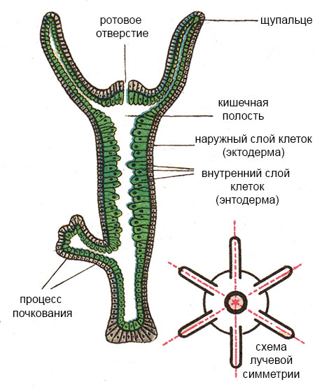 Кракен онион ссылка на тор