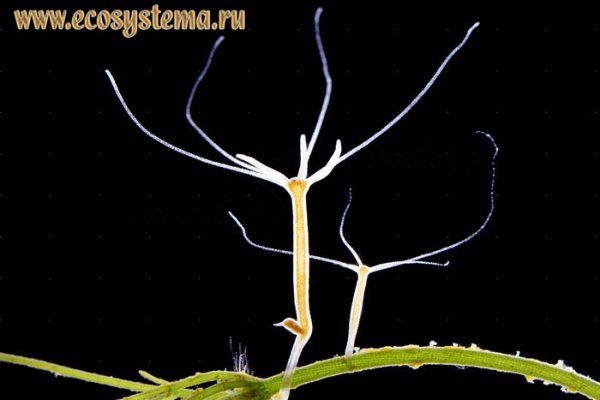 Кракен зеркало 2 веб